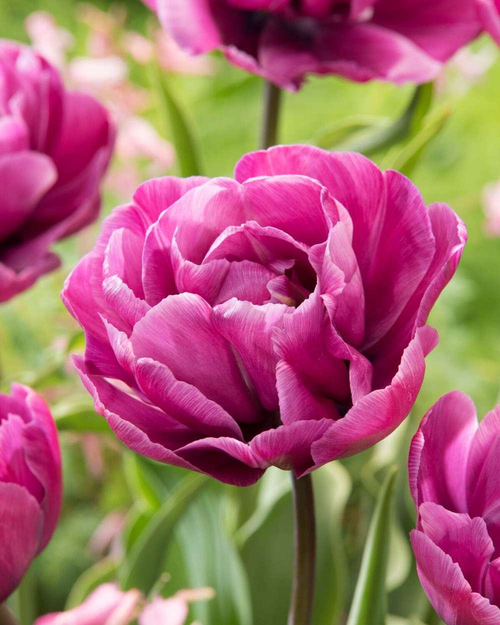Tulpan 'Blue Diamond'